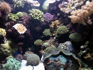 fish-aquarium     